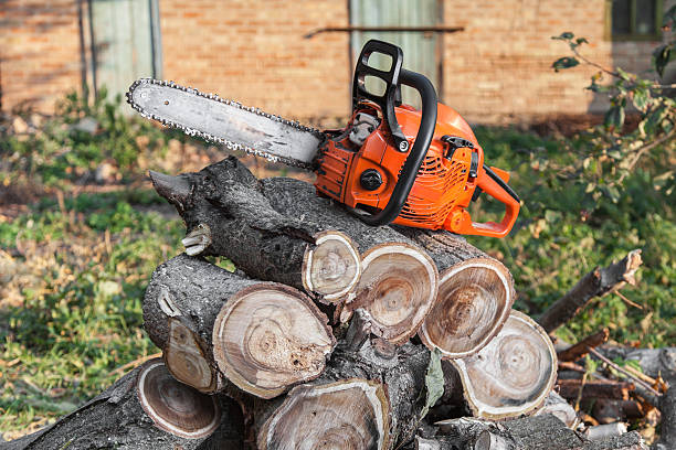 The Steps Involved in Our Tree Care Process in Park Hill, OK